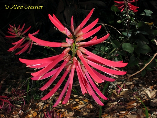 {Erythrina herbacea}